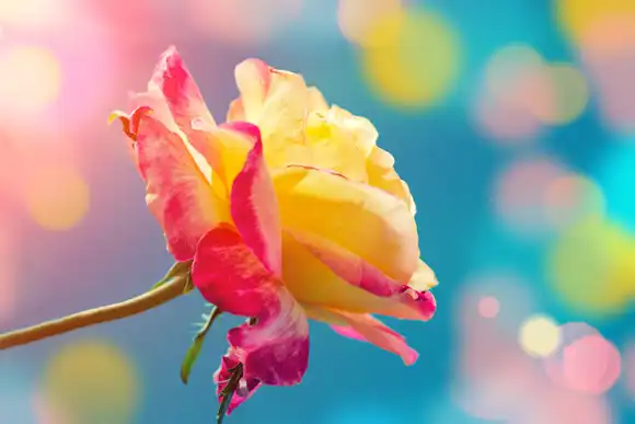 Manifesting Beyond the Law of Attraction